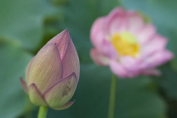 United States, DC, Washington, Kenilworth Aquatic Gardens, selective focus lotus bud