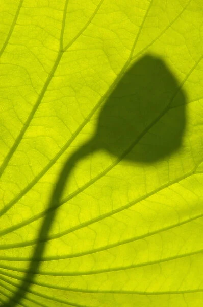 United States, DC, Washington, Kenilworth Aquatic Gardens, shadows of lotus seed