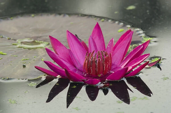 United States, DC, Washington, Kenilworth Aquatic Gardens, closeup of pink tropical