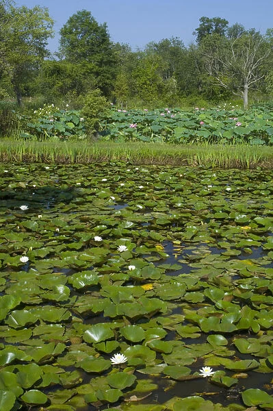 United States, DC, Washington, Kenilworth Aquatic Gardens, ponds with hardy water lilies