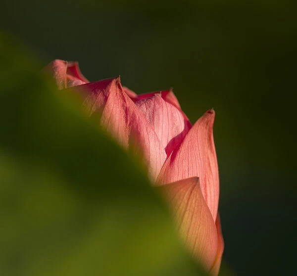 United States, DC, Washington, Kenilworth Aquatic Gardens, selective focus of pink lotus