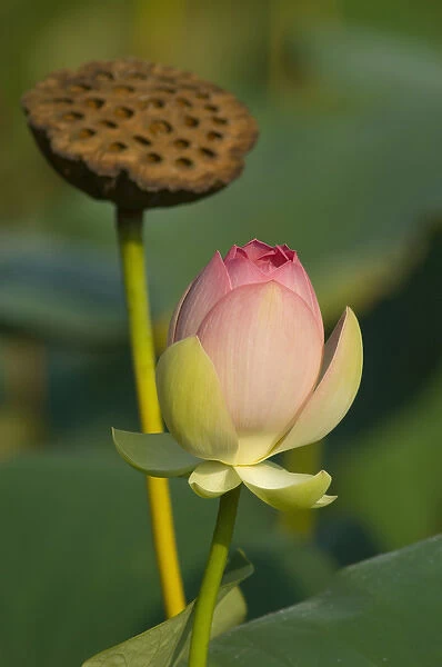 United States, DC, Washington, Kenilworth Aquatic Gardens, lotus blossom wi th dried