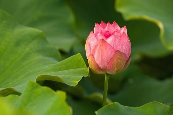 United States, DC, Washington, Kenilworth Aquatic Gardens, Pink lotus blossom partially open