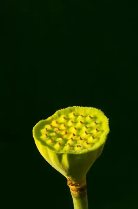 Framed Print : United States, DC, Washington, Kenilworth Aquatic Gardens, Lotus seed pod in bottom center Framed Print : United States, DC, Washington, Kenilworth Aquatic Gardens, Lotus seed pod in bottom center