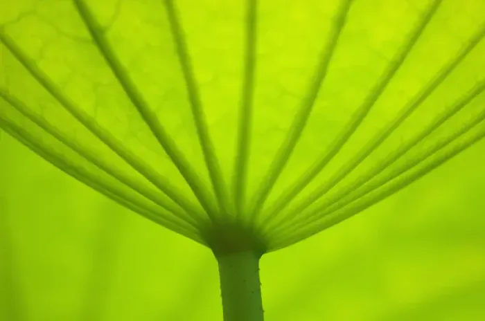 Framed Print : United States, DC, Washington, Kenilworth Aquatic Gardens, Underside of lotus leaf