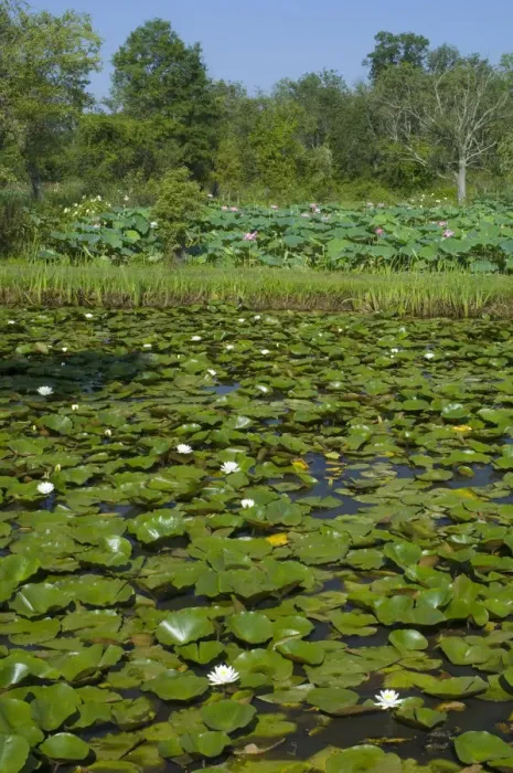 Framed Print : United States, DC, Washington, Kenilworth Aquatic Gardens, ponds with hardy water lilies Framed Print : United States, DC, Washington, Kenilworth Aquatic Gardens, ponds with hardy water lilies