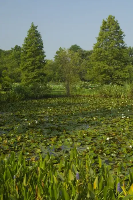 Framed Print : United States, DC, Washington, Kenilworth Aquatic Gardens, aquatic gardens scene Framed Print : United States, DC, Washington, Kenilworth Aquatic Gardens, aquatic gardens scene