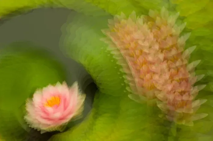 Framed Print : United States, DC, Washington, Kenilworth Aquatic Gardens Multiple exposure of a pink