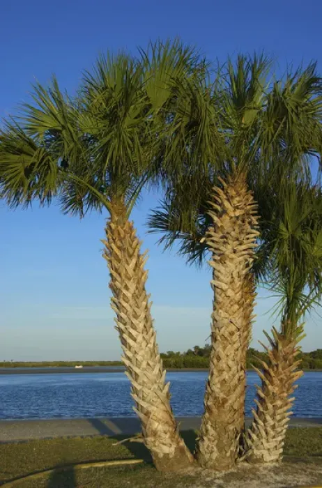 Framed Print : United States, Florida, Volusia, New Smyrna Beach, Indian River, palm tree along shore