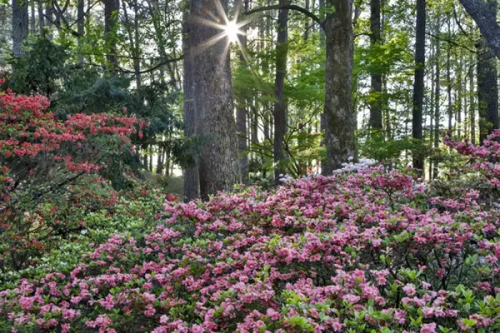 Framed Print : United States, Georgia, Callaway Gardens, Sunburst and Azaleas Framed Print : United States, Georgia, Callaway Gardens, Sunburst and Azaleas