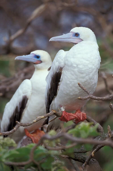 United States, Hawaii, Midway. Atoll NWR. Red-footed boobies on nest site
