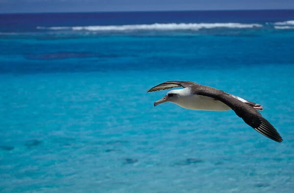 United States, Hawaii, Midway, Atoll NWR. Laysan albatross in flight