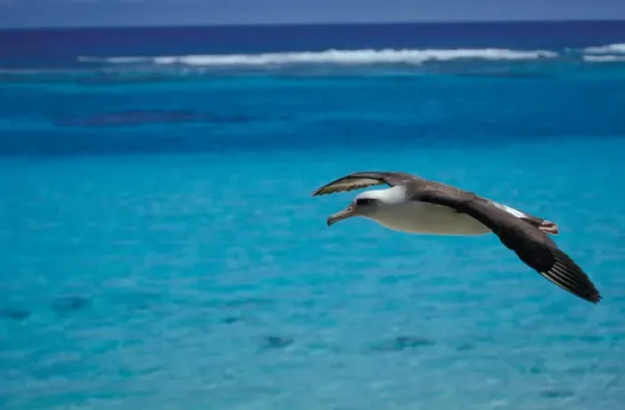 Framed Print : United States, Hawaii, Midway, Atoll NWR. Laysan albatross in flight