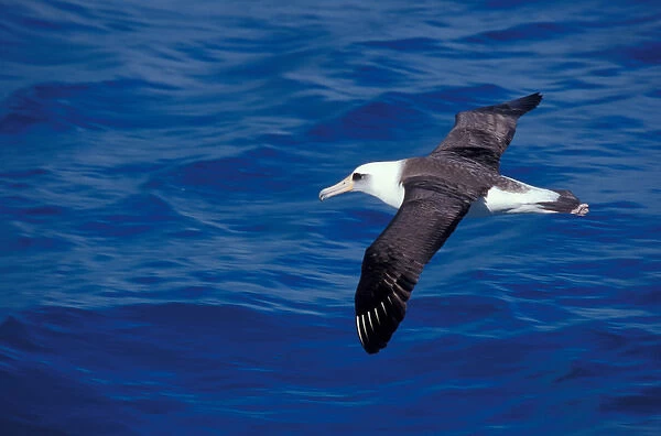 United States, Hawaii, Midway, Atoll NWR. Laysan albatross in flight
