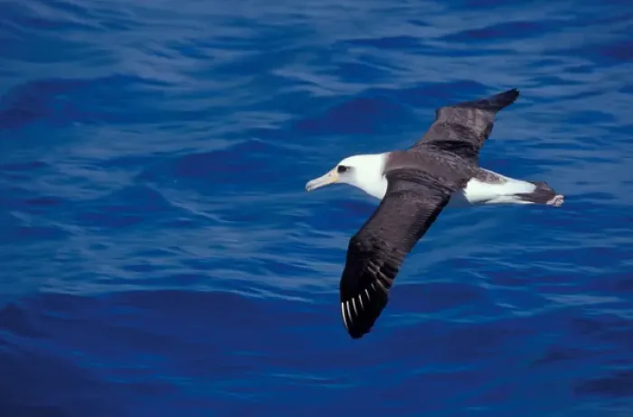 Framed Print : United States, Hawaii, Midway, Atoll NWR. Laysan albatross in flight