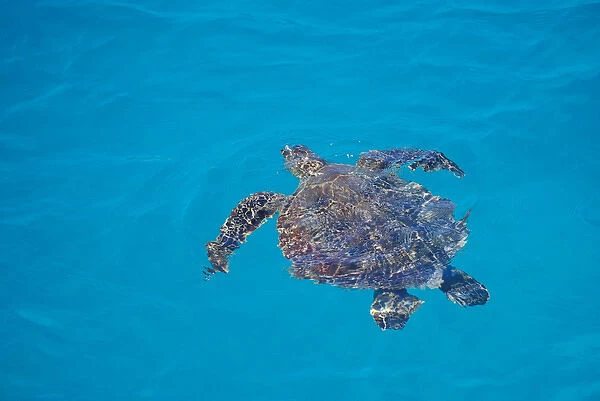 United States, Hawaii, Midway Atoll NWR. Green sea turtle in blue waters