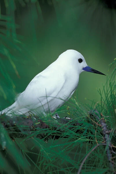 United States, Hawaii, Midway Atoll NWR. White tern