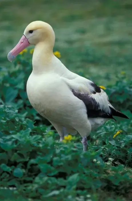 Framed Print : United States, Hawaii, Midway Atoll NWR. Short-tailed albatross