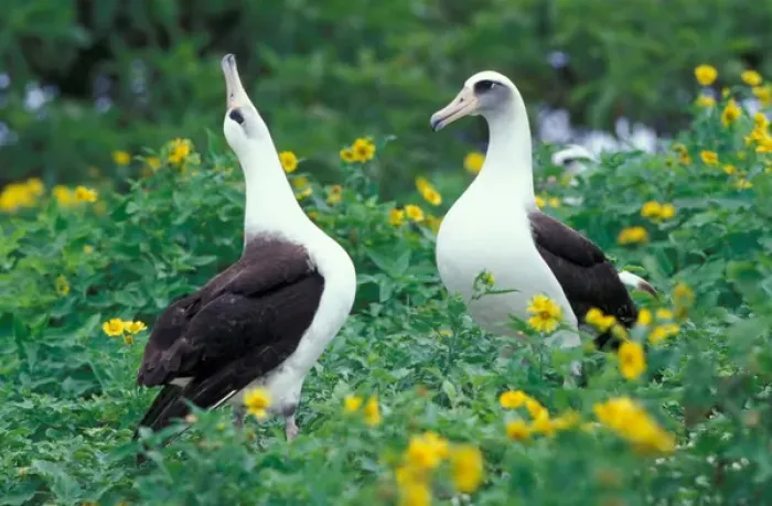 Framed Print : United States, Hawaii, Midway Atoll NWR. Pair of laysan albatross