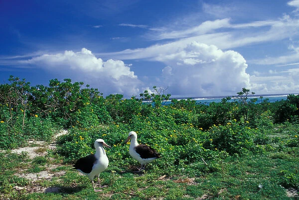 United States, Hawaii, Midway Atoll NWR. Pair of laysan albatross