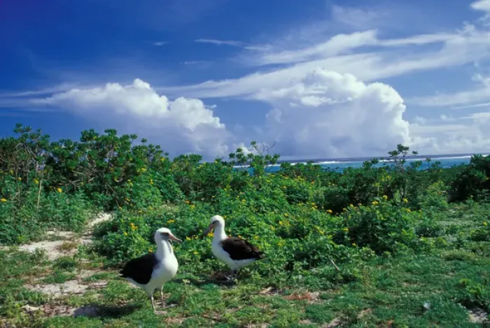 Framed Print : United States, Hawaii, Midway Atoll NWR. Pair of laysan albatross Framed Print : United States, Hawaii, Midway Atoll NWR. Pair of laysan albatross