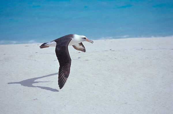 United States, Hawaii, Midway Atoll NWR. Laysan albatross in flight