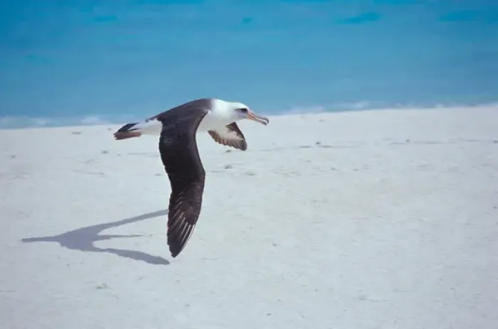 Framed Print : United States, Hawaii, Midway Atoll NWR. Laysan albatross in flight Framed Print : United States, Hawaii, Midway Atoll NWR. Laysan albatross in flight