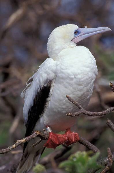United States, Hawaii, Midway, Atoll Red-footed booby nesting area