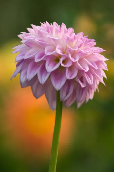 Framed Print : United States, Maryland, Wheaton, Brookside Gardens Pink dahlia with orange Framed Print : United States, Maryland, Wheaton, Brookside Gardens Pink dahlia with orange