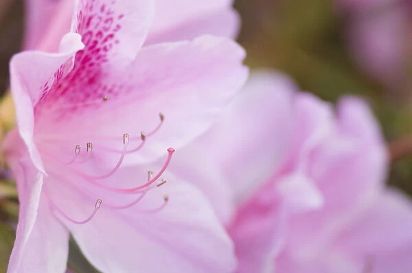 United States, Maryland, Wheaton, Brookside Gardens, closeup of pink azalea