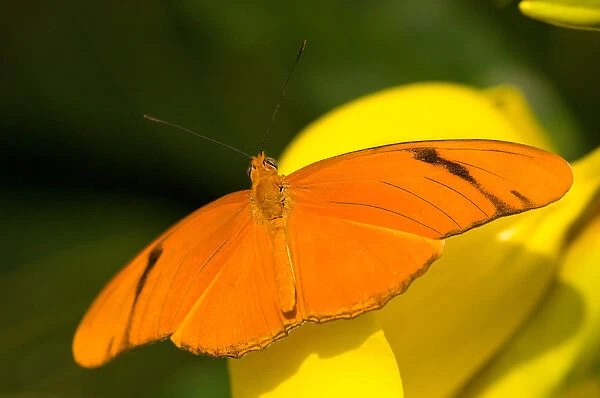 United States, Maryland, Wheaton, Brookside Gardens Orange julia longwing butterfly