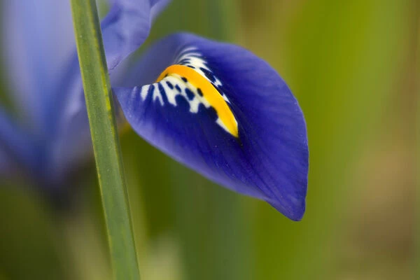 United States, Maryland, Wheaton, Brookside Gardens, closeup of violet petal