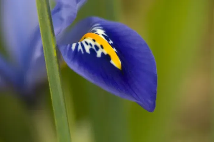 Framed Print : United States, Maryland, Wheaton, Brookside Gardens, closeup of violet petal Framed Print : United States, Maryland, Wheaton, Brookside Gardens, closeup of violet petal