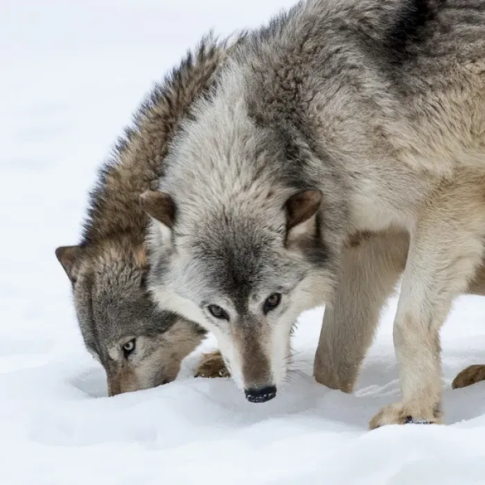 Framed Print : United States, Minnesota, Sandstone, Wolves Digging in the Snow