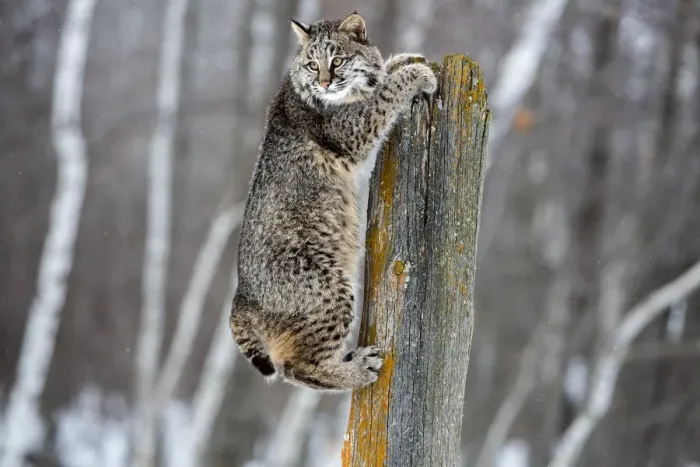 Framed Print : United States, Minnesota, Sandstone, Bobcat Hanging from a Tree Stump Framed Print : United States, Minnesota, Sandstone, Bobcat Hanging from a Tree Stump