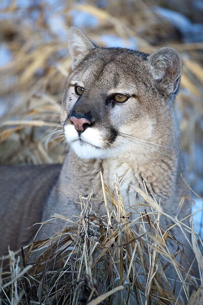 United States, Minnesota, Sandstone, Cougar Resting in the Grass