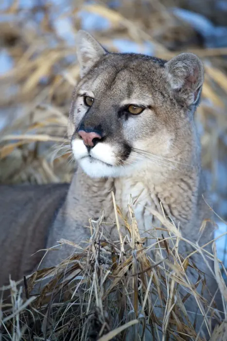 Framed Print : United States, Minnesota, Sandstone, Cougar Resting in the Grass Framed Print : United States, Minnesota, Sandstone, Cougar Resting in the Grass