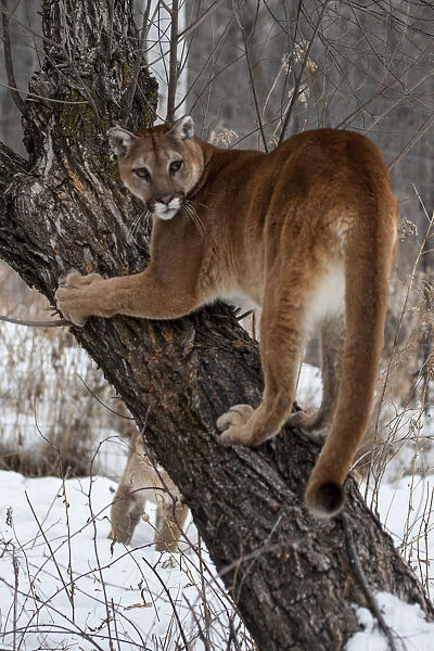 United States, Minnesota, Sandstone, Tree Climbing for the Cougar