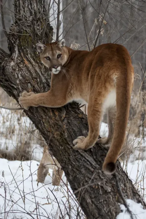 Framed Print : United States, Minnesota, Sandstone, Tree Climbing for the Cougar Framed Print : United States, Minnesota, Sandstone, Tree Climbing for the Cougar