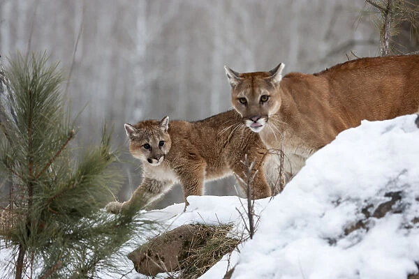 United States, Minnesota, Sandstone, Mother and Baby Cougar