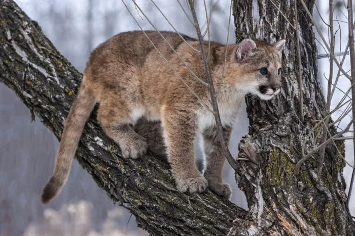 Framed Print : United States, Minnesota, Sandstone, Young Cougar Playing in the Tree