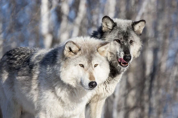 United States, Minnesota, Sandstone, Wolves Watching