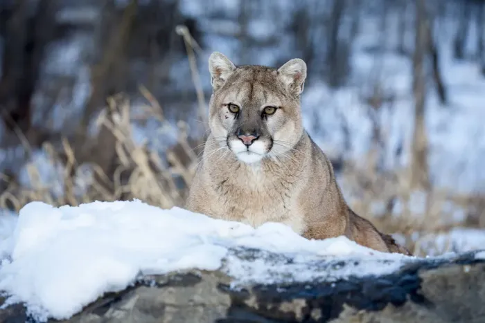 Framed Print : United States, Minnesota, Sandstone, Cougar on Alert Framed Print : United States, Minnesota, Sandstone, Cougar on Alert