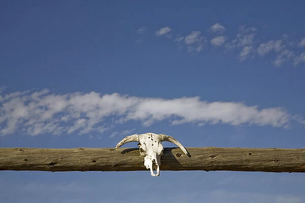 United States, Montana, Livingston, skull over corral gate at ranch