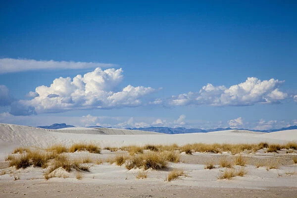 United States, New Mexico, White Sands National Monument, Landscape of Brush, Sand