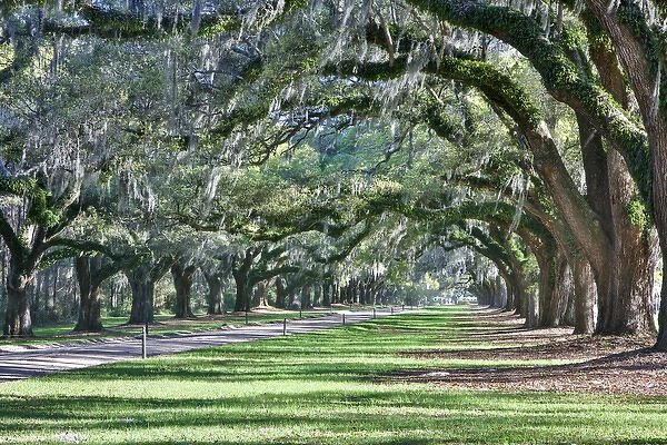 United States, North Carolina, Charleston, Trees Forming Canopy over Drive at Boone Hall
