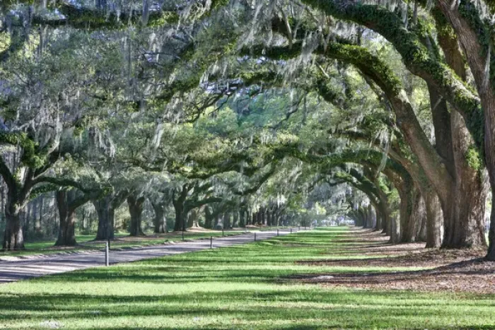 Framed Print : United States, North Carolina, Charleston, Trees Forming Canopy over Drive at Boone Hall
