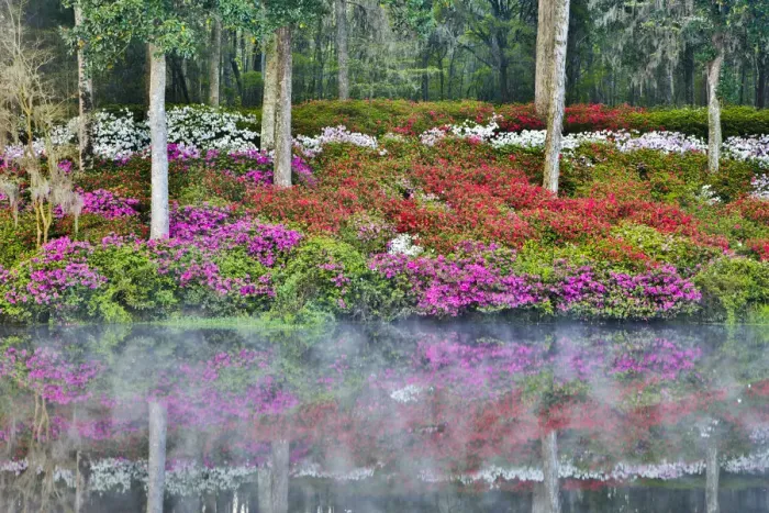 Framed Print : United States, North Carolina, Charleston, Middleton Place, Azaleas Reflecting in Framed Print : United States, North Carolina, Charleston, Middleton Place, Azaleas Reflecting in