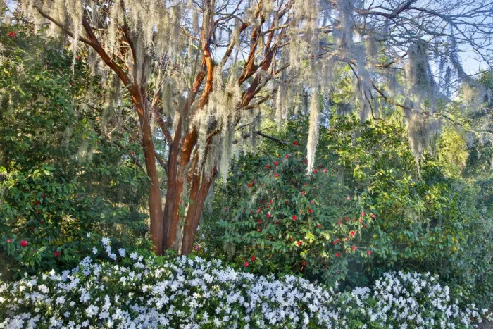 Framed Print : United States, North Carolina, Charleston, Middleton Place, Tree with Azaleas Framed Print : United States, North Carolina, Charleston, Middleton Place, Tree with Azaleas