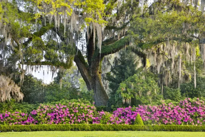 Framed Print : United States, North Carolina, Charleston, Middleton Place, Moss-Covered Tree and Azaleas Framed Print : United States, North Carolina, Charleston, Middleton Place, Moss-Covered Tree and Azaleas